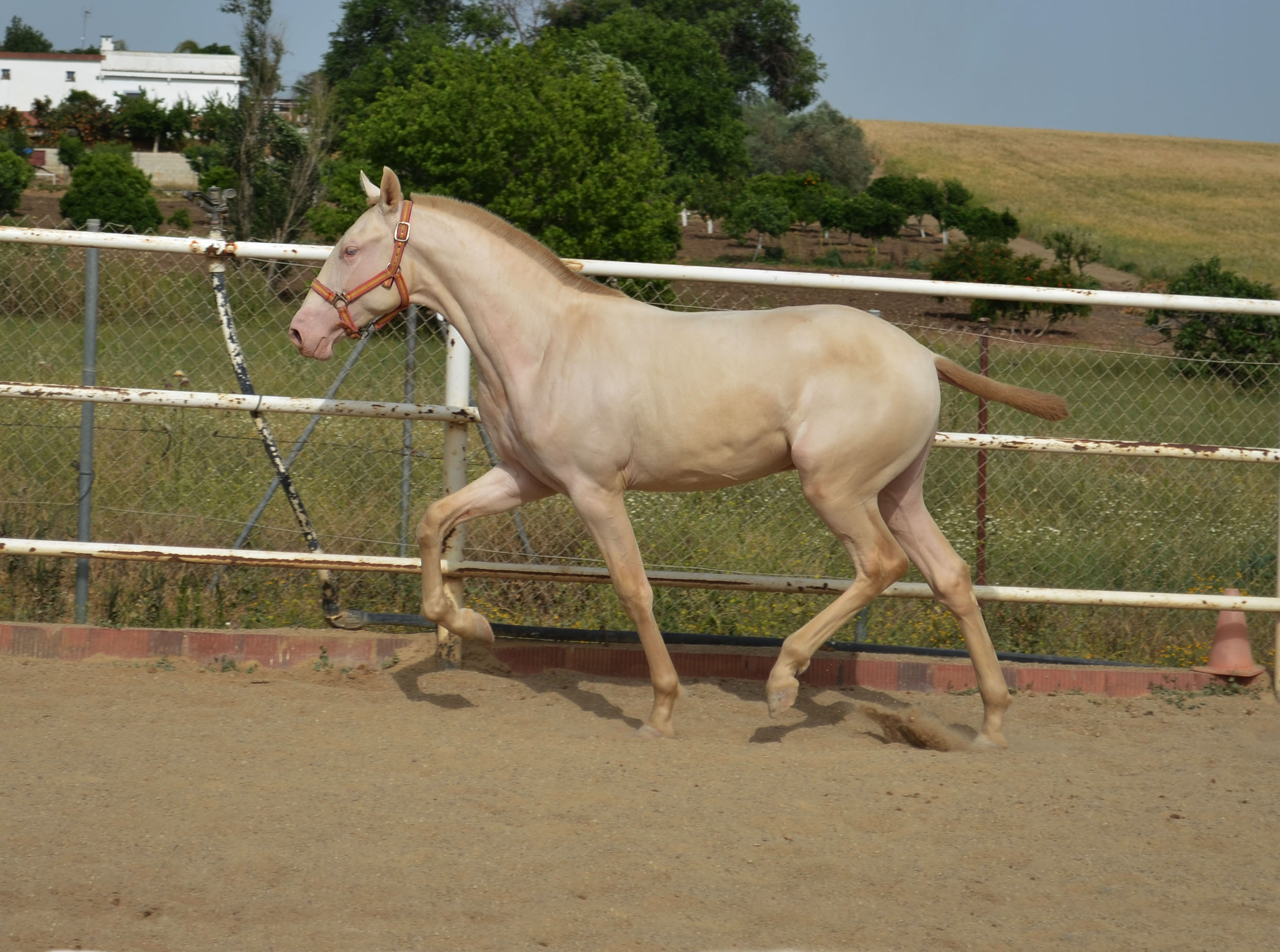 Caballo en Venta